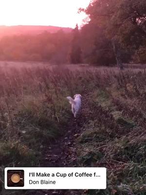 A post by @goldengirlbarley on TikTok caption: Perfect start to the morning 🏴󠁧󠁢󠁳󠁣󠁴󠁿 💕 ☕️ #Scotland #morning #autumn #goldenretriever #visitscotland