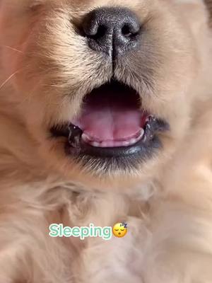 A post by @lovelydog1236 on TikTok caption: #puppy #petlover #fyp #fypシ