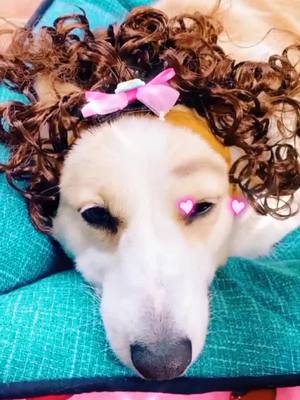 A post by @sabineyoung on TikTok caption: 🐶: am I beautiful? #doglover #dogofticktok #dog #fyp #foryou #foryoupage