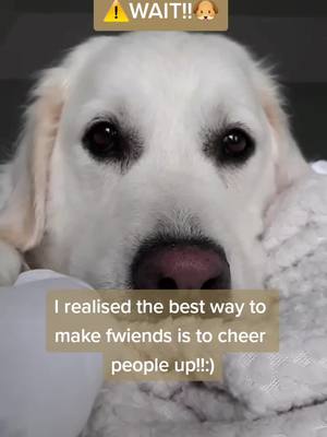 A post by @abby_thegolden_doggo on TikTok caption: Hope I can cheer you up my fwiends!!🐕😘 #foryou #cheerful #fyp #abby #doggo #greenscreen