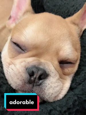 A post by @guidotheitalianfrenchie on TikTok caption: in conclusion, I am adorbs. #frenchiepuppy #frenchbulldog #adorablepets #fyp #foryou