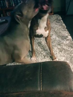 A post by @athenapitbull on TikTok caption: Athena putting up a fight with dad. Dad with the right hook!! 😂 #athenapitbull #doglover #pitbulls #fyp #doggo #boxer #playtime