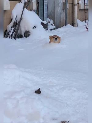 A post by @zhaoyazhi on TikTok caption: #CapCut Puppy who likes to play in the snow ❤️#pets #puppy #foryou