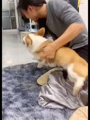 A post by @zhaoyazhi on TikTok caption: Cool puppy #pets #puppy #cute #tiktok #fyp