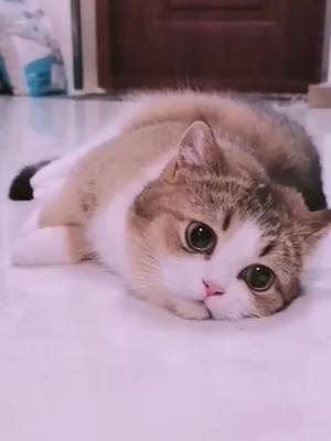 A post by @lovepets0_0 on TikTok caption: You are my ❤️❤️❤️#cat #fyp #foryou #catsoftiktok #catlover