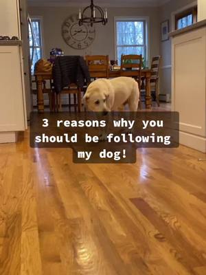 A post by @sleepybailey on TikTok caption: you should totally copy link on this vid and follow me :)) #TheatreKids #PajamaJam #GamingSetup #DoPacSun #viral #fyp #foryoupage #dog #puppy