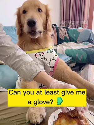 A post by @puppyshouse on TikTok caption: Should I punch my dad? 😡 #pet #fyp #dogfunny #PetsOfTikTok #dogsoftiktok #doggo