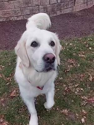 A post by @abby_thegolden_doggo on TikTok caption: Something to cheer you up🐶🤗 #foryou #fyp #slomo #doggie