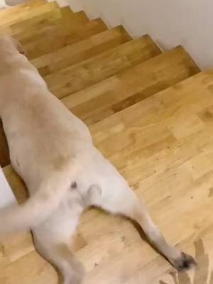 A post by @zhaoyazhi on TikTok caption: #CapCut #puppy #pets