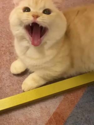 A post by @petsinger on TikTok caption: Do you think this is my sound?#fyp #tiktoker #funnyvideos #catsoundchallenge