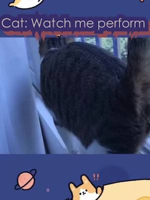 A post by @xanydan on TikTok caption: #foryoupage #fyp #funny #cat #foryou #foryou