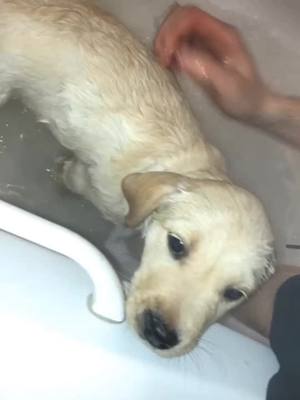 A post by @bailey_the_lab19 on TikTok caption: My first bath compared to my bath today🥺 .. I still hate bath time🙄 #fyp #foryou #foryoupage #puppiesoftiktok #irishpup