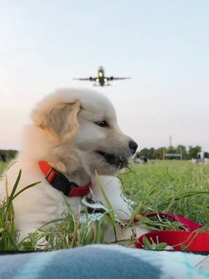 A post by @goodboymarvel on TikTok caption: Puppy 🐶 vs. Plane ✈️ #ohnoohnoohnonononono #fyp #foryoupage #puppiesoftiktok #dogsoftiktok #puppy #goldenboy #goldenretriever #puppy