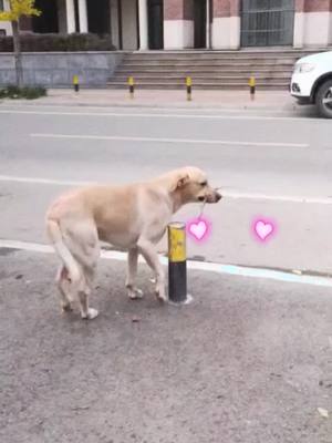 A post by @sabineyoung on TikTok caption: amazing dog #doglover #dogofticktok #dog #fyp #foryou #foryoupage