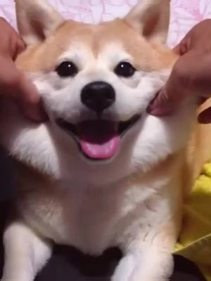 A post by @petlifun on TikTok caption: 😚😚😚 laughing#dog #funny #cute