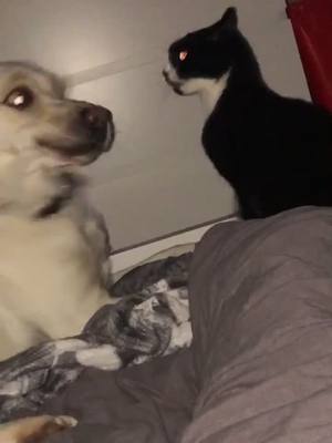 A post by @bailey_the_lab19 on TikTok caption: This cat hates me🥺 #fyp #foryou #foryoupage  #puppiesoftiktok #catsoftiktok #irishpuppy #lovehaterealationship