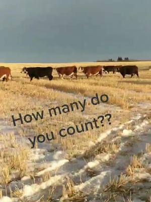 A post by @halnixdorff on TikTok caption: Who's got the count?? back onto crop residues after preg checking #beef #ranch #cows #ranchlife #rancher #cowboy #beef #cattle