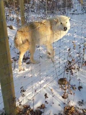 A post by @alllyyxx on TikTok caption: haven't posted the wolfdogs in a while. should I start posting again? #FallGuysMoments #FamilyRecipe #yamnuskawolfdogsanctuary #fyp #tiktokcanada