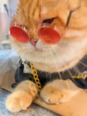 A post by @petsinger on TikTok caption: 😁😁😁#cats #tiktoker #coolcat #catdancing