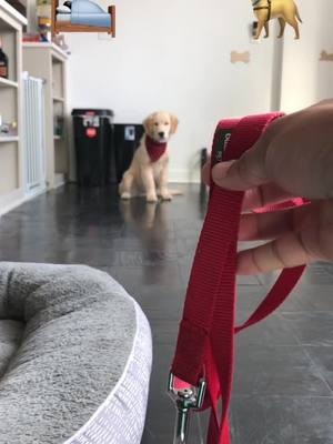 A post by @goodboymarvel on TikTok caption: Decisions 🤔 #ourtype #fyp #foryoupage #puppiesoftiktok #dogsoftiktok #puppy #ourtypechallenge #goldenboy #goldenretriever #puppy #ourtypes