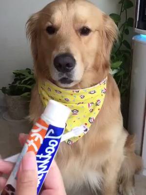 A post by @lavetakozhokhin on TikTok caption: Brush your teeth!#dog