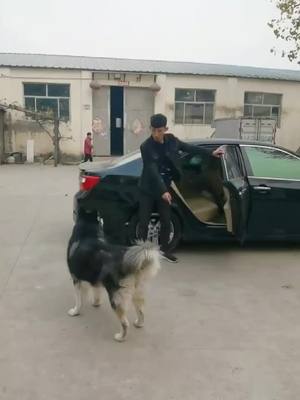 A post by @yangzhibo666 on TikTok caption: woooow#WalmartSyncAlong #watchmegrow #OnlineDating #HereForRMHC #dog