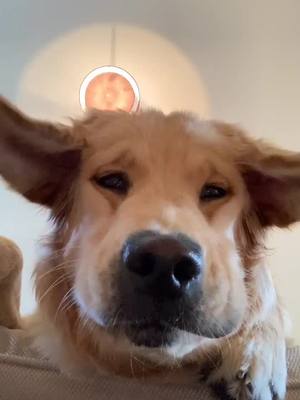 A post by @sam_woof on TikTok caption: #chipolata #chien #funny #drole #chiot #goldenretriever #pourtoi