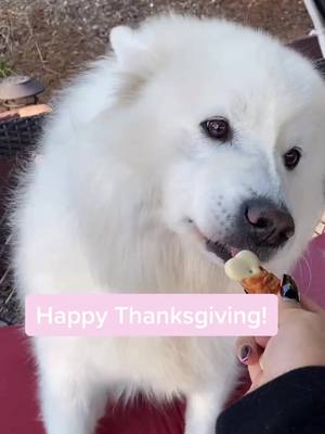 A post by @mervynpaws on TikTok caption: One ❤️= 1 treat :) #givingthanks #thanksgiving #fyp #puppy #cutie #treat