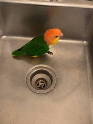 A post by @princess_pudge on TikTok caption: thawing our thanksgiving jungle turkey #parrot #GivingThanks #parrotmom #bird #thanksgivingbird #birds #parrotsoftiktok