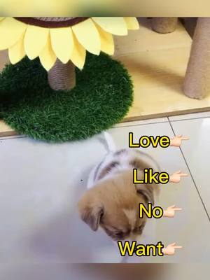 A post by @pets2need on TikTok caption: #foryou #tiktok #dogstory #puppylove #foryoupage #stories #needtoknow