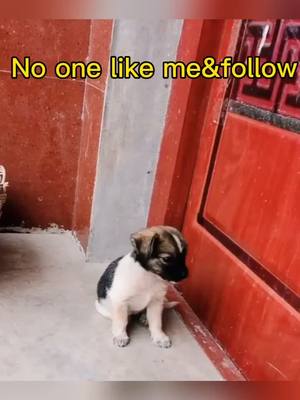 A post by @pets2need on TikTok caption: #foryou #tiktok #dogstory #needtoknow #puppylove #Love #straydog