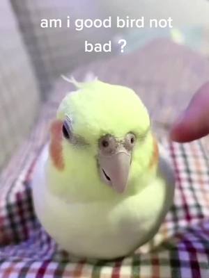 A post by @happypradise on TikTok caption: #fpy #bird #animals