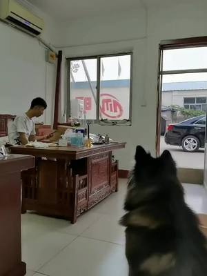 A post by @yangzhibo666 on TikTok caption: #OPIObsessed #WalmartSyncAlong #tiktok #dog