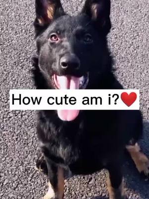 A post by @kiki_likee on TikTok caption: How cute am I ? #cute #foryou #tiktok #fyp #pet #dogsoftiktok #doggo #petlover #pets #petlover