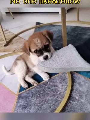 A post by @pets2need on TikTok caption: #foryou #puppylove #tiktok #needtoknow #straydog #doglover