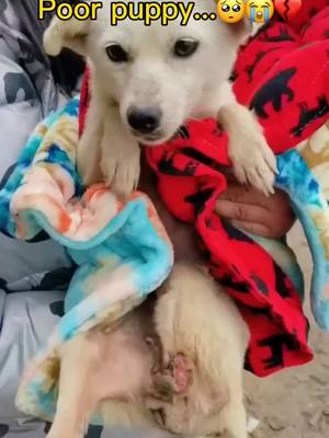 A post by @pets2need on TikTok caption: #foryou #puppylove #tiktok #needtoknow #straydog #doglover #foryoupage #puppy