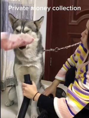 A post by @smartcuteanimals on TikTok caption: Private money 😂#huskylife #dogsvideo #hahahahaha #fyp