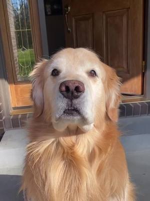 A post by @tim.bit on TikTok caption: this my little doggie doo❤️ #goldenboy #goldenreitriver #floof #toys #fyp