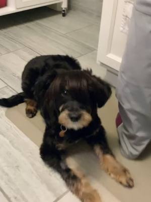 A post by @zuritheaussiedoodle on TikTok caption: She wasn’t a fan of the new hairdo #aussiedoodle #aussiedoodlepuppy #zuridoodle #puppy #puppylove #bangs