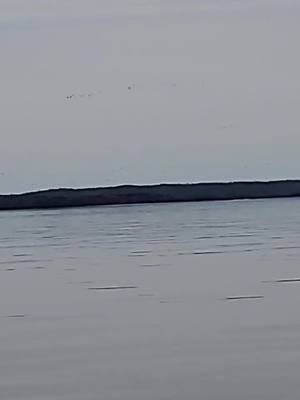 A post by @craig.lively88 on TikTok caption: Think we found a few birds😳 #duckhunting #kentucky #hunting #goosehunting #ducks #birds #divers #blackcloud #goodtimes #avianxdecoys #longlines #damn