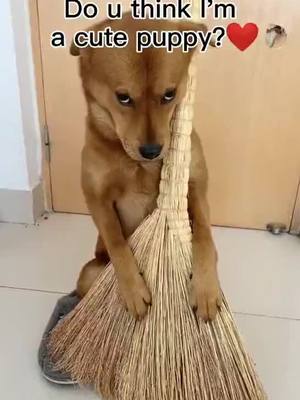 A post by @appreciate63 on TikTok caption: #pet #tiktok #fyp #foryou #petstory #dog #dogsoftiktok 🐶🥺