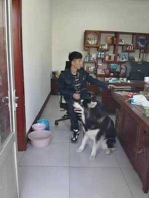 A post by @yangzhibo666 on TikTok caption: #DiceRoll #dog #tiktok #SmallBusiness