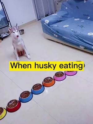 A post by @changchanglaile on TikTok caption: A unique husky#funny #pet