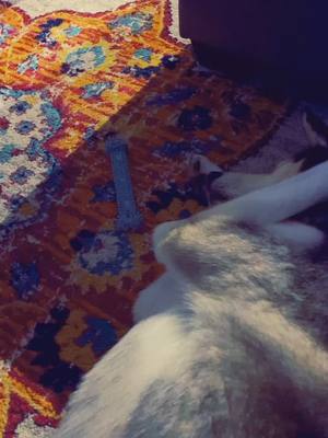 A post by @sirwhiskeypuppingtons on TikTok caption: My dude was outtt 😅 #fyp #fypsounds #husky