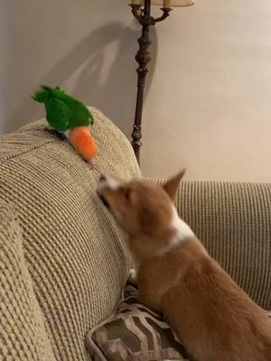 A post by @princess_pudge on TikTok caption: pudge fighting with her new sister (this was supervised and no one was hurt💕) #parrot #parrotmom #birds #birdsoftiktok #fyp #princesspudge #caique