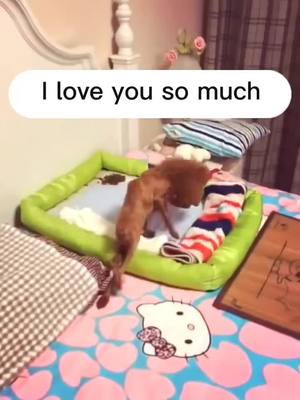 A post by @doggyfanclub on TikTok caption: I will keep you forever #fyp #teddy #dogs #pets