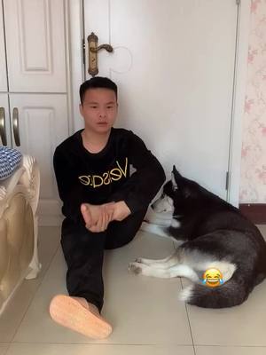 A post by @smartcuteanimals on TikTok caption: 😂😂😂🥰#huskylife #dogsvideo #hahahahaha #fyp