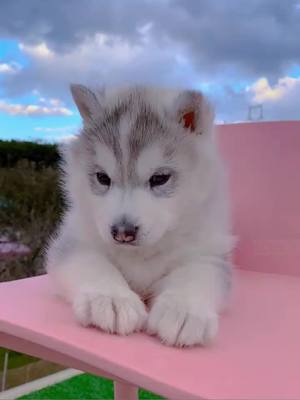 A post by @smartcuteanimals on TikTok caption: 🥰#huskylife #dogsvideo #fyp