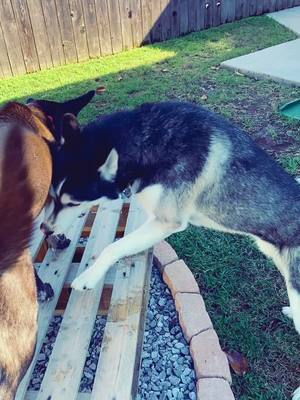 A post by @sirwhiskeypuppingtons on TikTok caption: Somebody has the zoonoses this morning... 😅 #fyp #husky #fypsounds