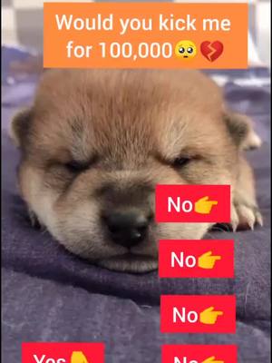 A post by @dogchannel01 on TikTok caption: Would you? #dogsoftiktok #fyp #puppy #doglover #petlover #tiktok #dogs #doggo #pet #dog #doggy